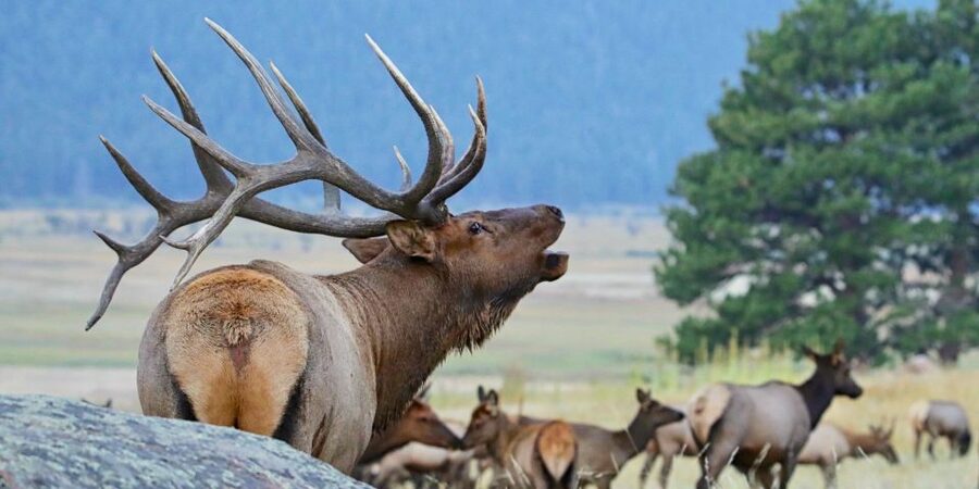 3/4 Day RMNP Mtn to Sky+Bear Lake Rd Tour-RMNPhotographer - Key points at a glance