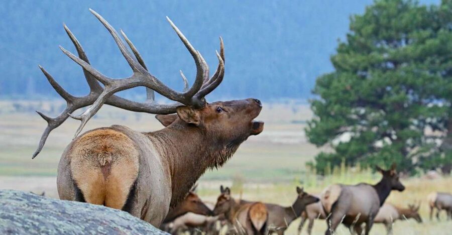 3/4 Day RMNP Mtn to Sky+Bear Lake Rd Tour-RMNPhotographer - Why this private RMNP tour works well