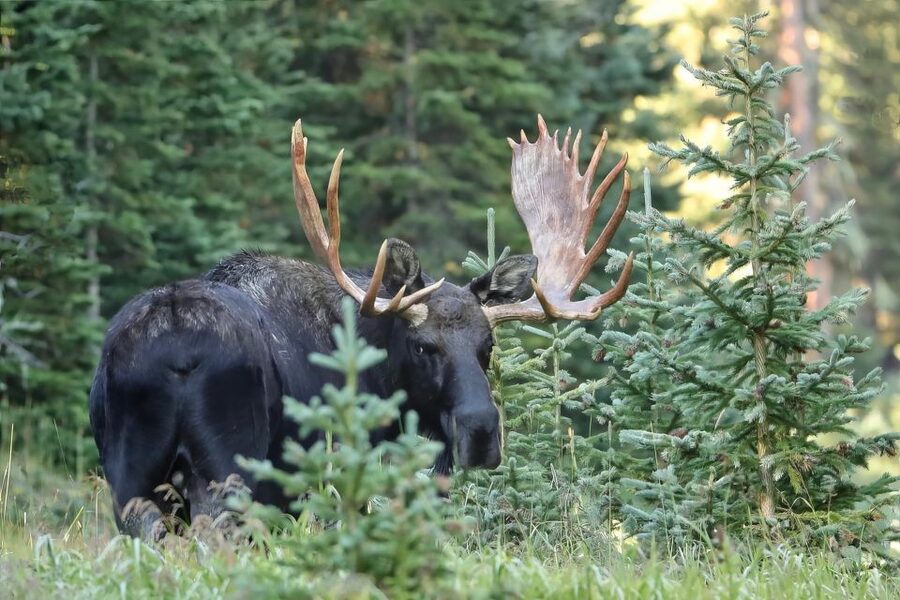 3/4 Day RMNP Mtn to Sky+Bear Lake Rd Tour-RMNPhotographer - The Alpine Visitor Center at the top of the park
