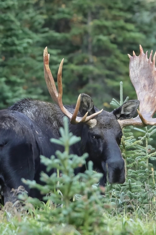 3/4 Day RMNP Mtn to Sky+Bear Lake Rd Tour-RMNPhotographer - What $179 per person really buys