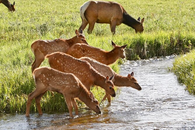 3/4 Day Rocky Mountain NP "Mountain to Sky+Bear Lake Rd" Tour - RMNPhotographer - Returning to Bear Lake Road