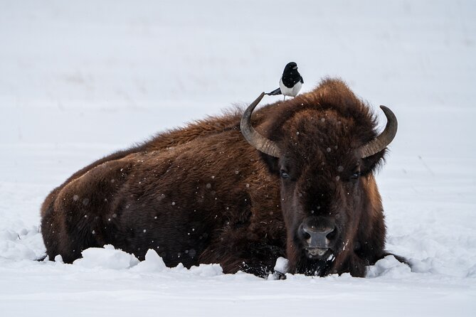 3 Day Guided Wildlife Photography Tour in Yellowstone - Three days built around Lamar Valley wildlife