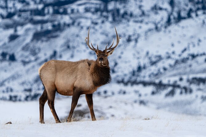 3 Day Guided Wildlife Photography Tour in Yellowstone - Cooke City gives the midday a useful pause