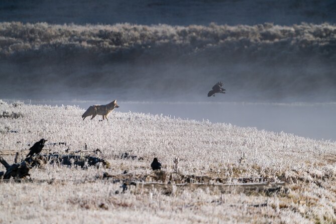 3 Day Guided Wildlife Photography Tour in Yellowstone - Day two: more time for technique and patience