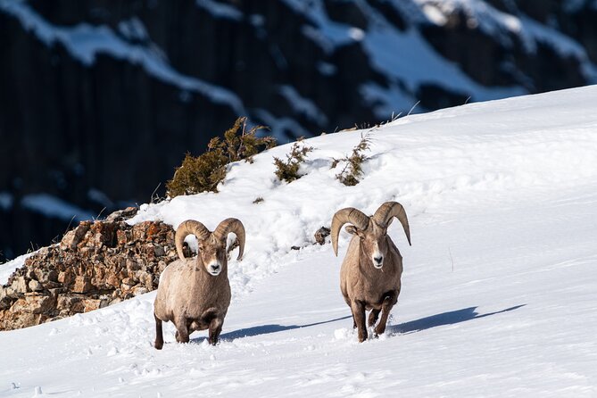 3 Day Guided Wildlife Photography Tour in Yellowstone - Day one: finding your rhythm in Lamar Valley