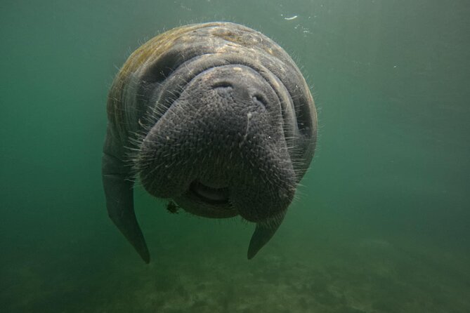 3 Hour Small Group Manatee Swim Heated Boats Free Photos All Inc - What the Three-Hour Itinerary Feels Like