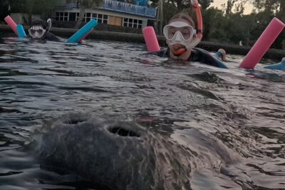 3 Hour Small Group Manatee Swim Heated Boats Free Photos All Inc