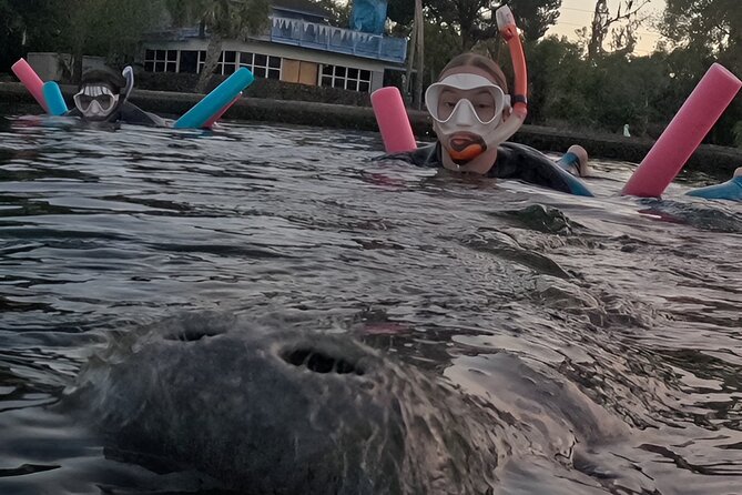 3 Hour Small Group Manatee Swim Heated Boats Free Photos All Inc - Why $75 Can Be Good Value