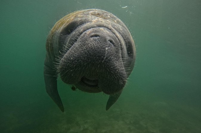 3 Hour Small Group Manatee Swim Heated Boats Free Photos All Inc - Who Will Enjoy This Tour Most