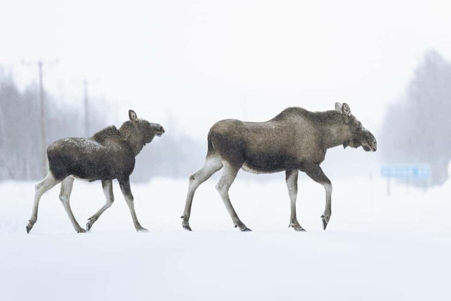 Abisko: Photo Hike with Professional Photographer - Forests, viewpoints, and winter water