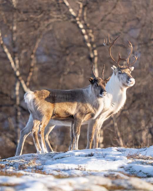 Abisko: Photo Hike with Professional Photographer - Snowshoes, warm drinks, and staying comfortable