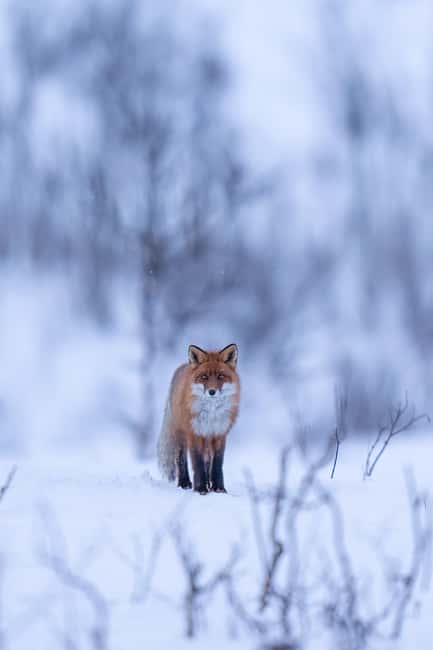 Abisko: Photo Hike with Professional Photographer - How the three hours are likely to feel