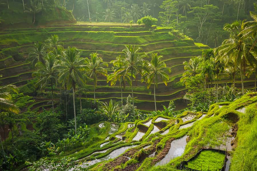 Bali: Full-Day Instagram Highlights Tour - Who should book this Bali day trip?