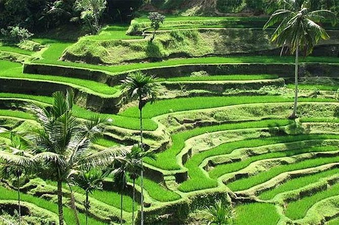 Bali Instagram Tour : The Most Popular Spots In Bali - Tegalalang Rice Terrace for the final photo set