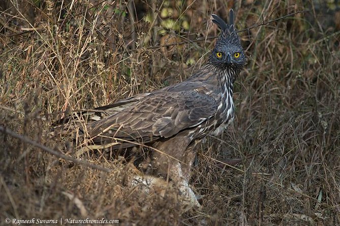 Birding & Bird Photography tour in Bangalore - Key points for choosing this Bangalore bird tour