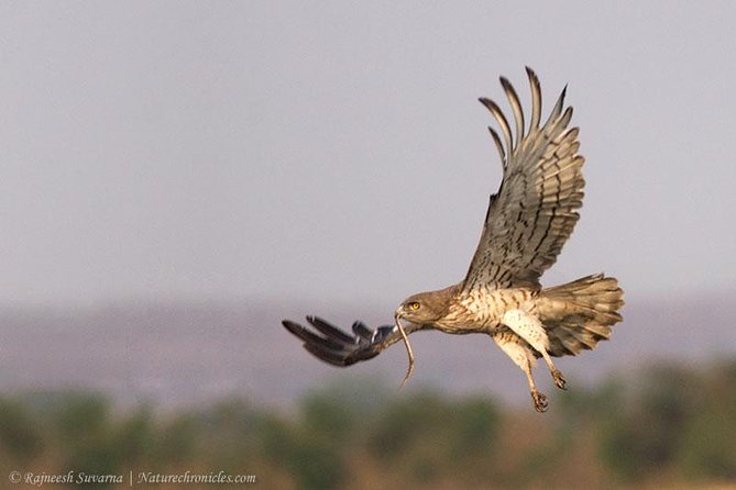 Birding & Bird Photography tour in Bangalore - Why this works better than a casual city bird walk