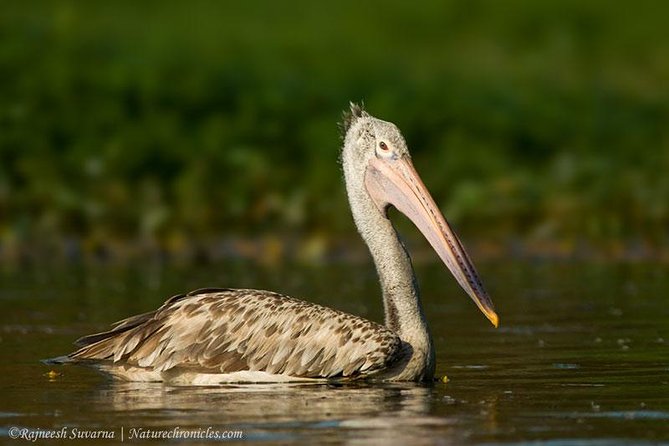 Birding & Bird Photography tour in Bangalore - Breakfast and lunch make the long day easier