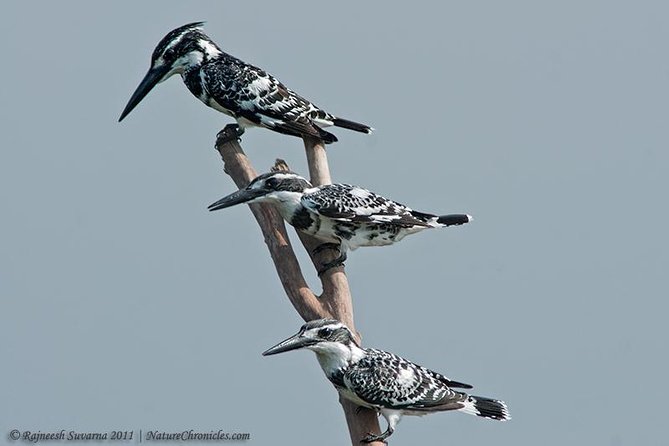 Birding & Bird Photography tour in Bangalore - Starting before sunrise with Rajneesh