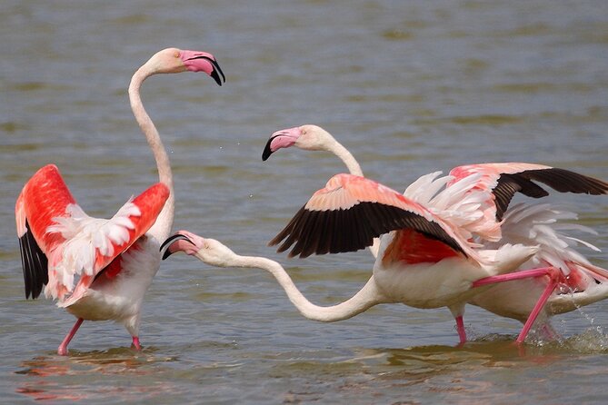Birding & Photography Day Trip to Doñana from Seville - Key points to know before booking