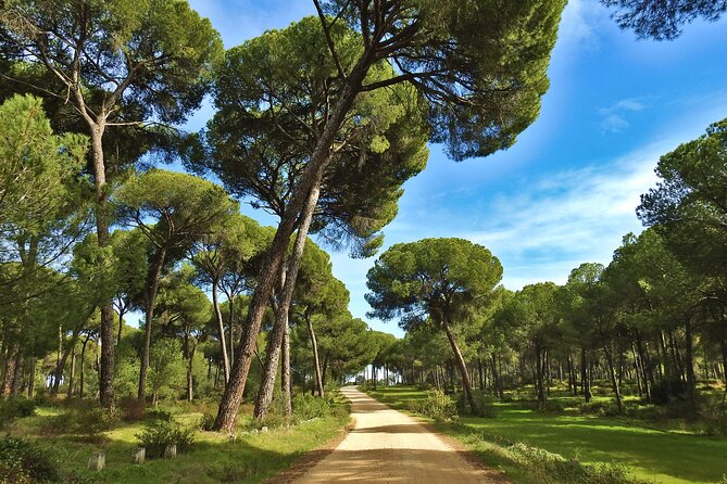 Birding & Photography Day Trip to Doñana from Seville - How the birding and photography work