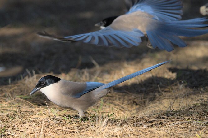 Birding & Photography Day Trip to Doñana from Seville - The value of a six-person group