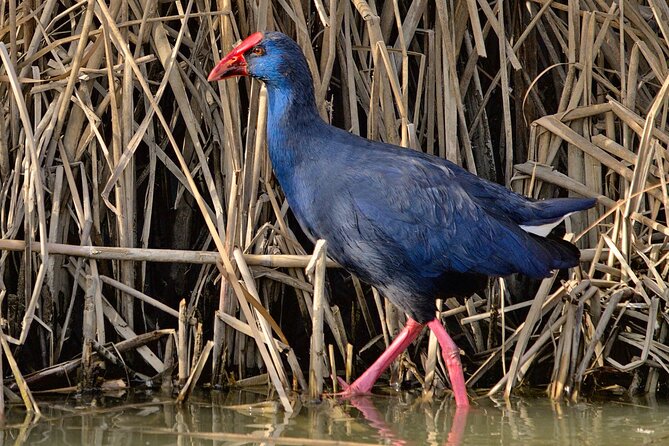 Birding & Photography Day Trip to Doñana from Seville - Guides who make the day accessible