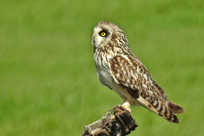 Birding & Photography Day Trip to Doñana from Seville - What the $150.85 price includes