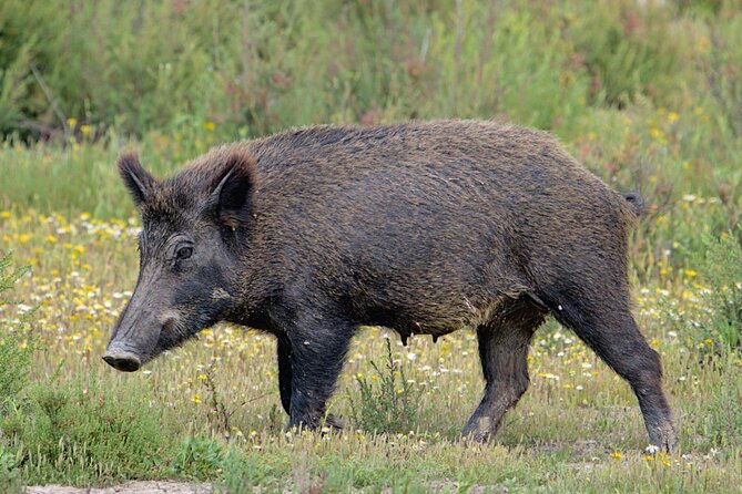 Birding & Photography Day Trip to Doñana from Seville - Who will enjoy this day most