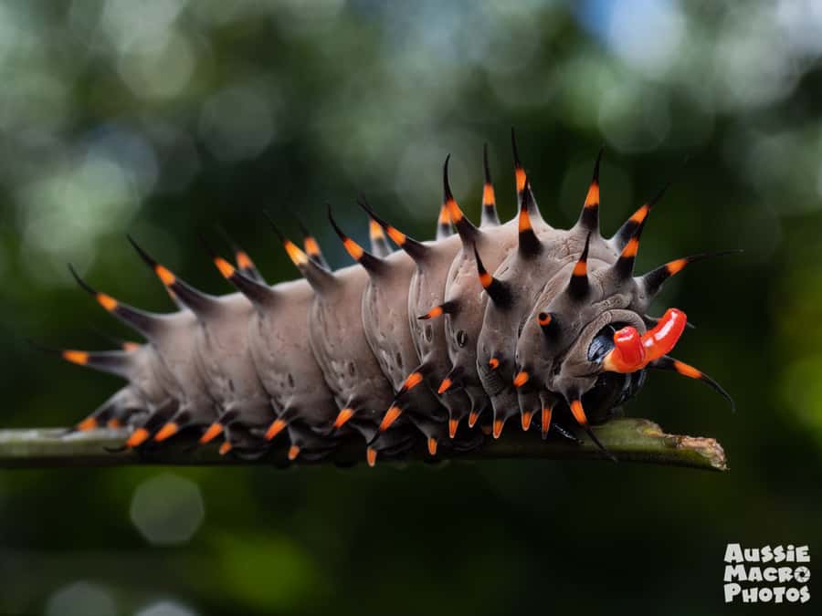 Cairns: Insect Photography Tour of Cairns Botanic Gardens - Key points to know before booking