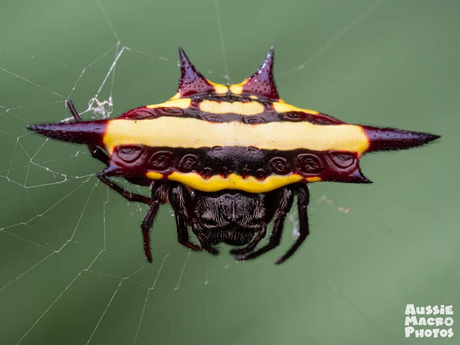Cairns: Insect Photography Tour of Cairns Botanic Gardens - Clothing, comfort, and practical details