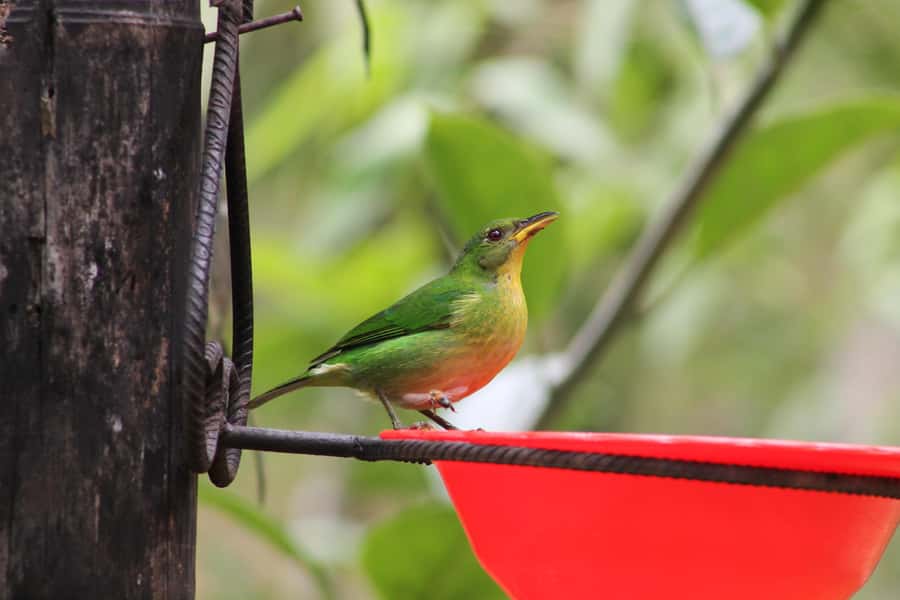 Cali: Hummingbird Watching & Photography Tour - Who should book this experience
