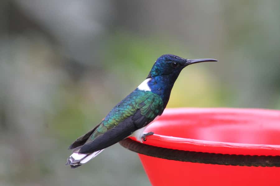 Cali: Hummingbird Watching & Photography Tour - Why this hummingbird stop is special