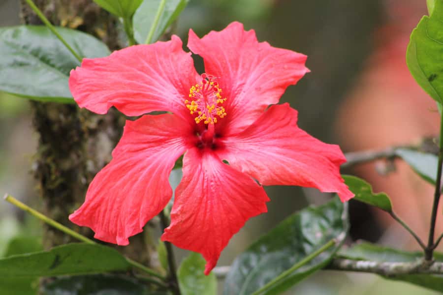 Cali: Hummingbird Watching & Photography Tour - Arriving at Finca Alejandría