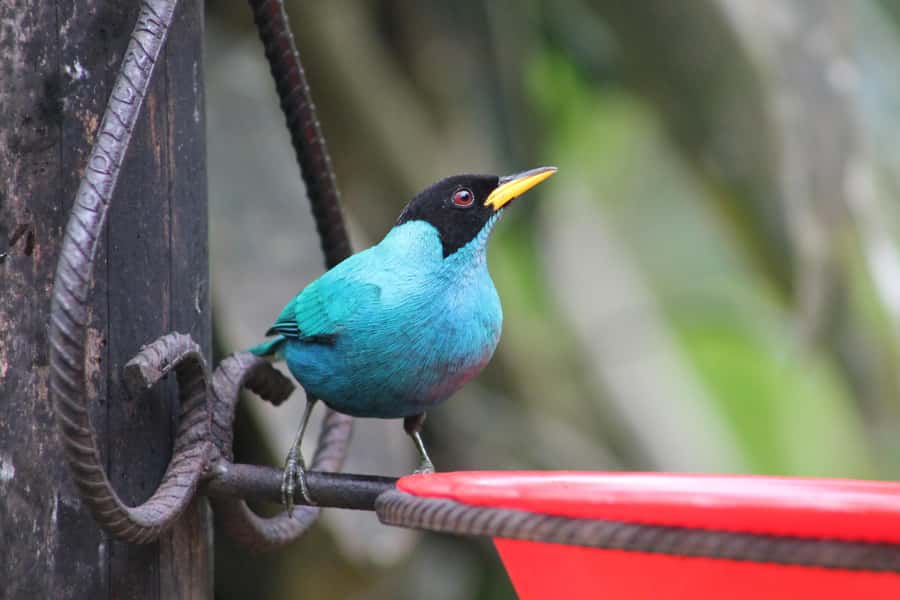 Cali: Hummingbird Watching & Photography Tour - Watching and photographing the hummingbirds