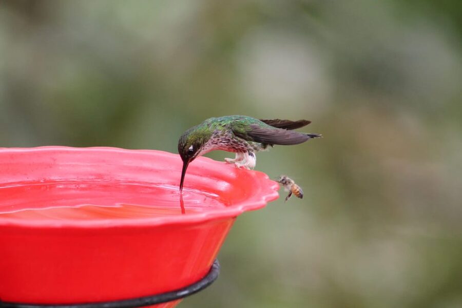 Cali: Hummingbird Watching & Photography Tour - Cold weather above warm Cali