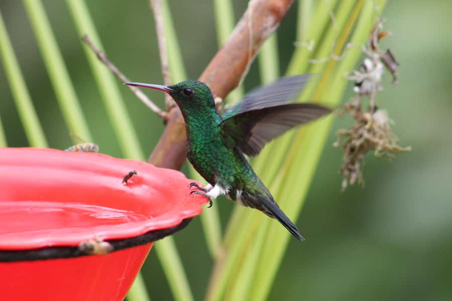 Cali: Hummingbird Watching & Photography Tour - What the four-hour schedule feels like