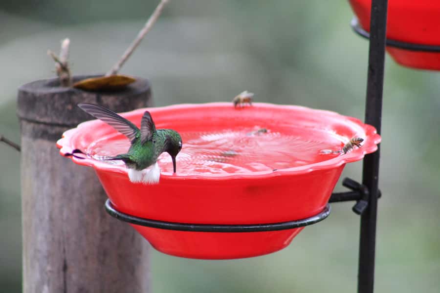 Cali: Hummingbird Watching & Photography Tour - Guides, language, and the human side of the trip