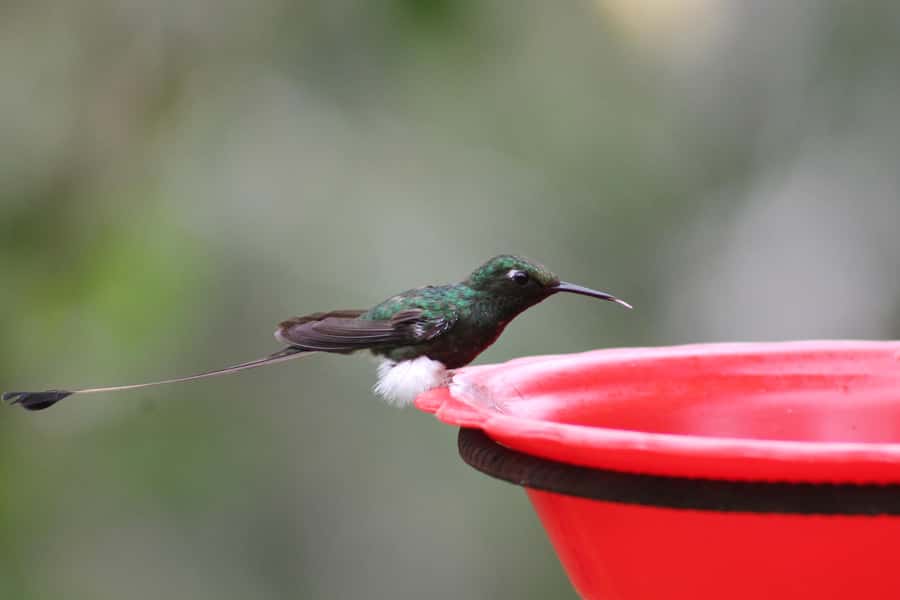 Cali: Hummingbird Watching & Photography Tour - The ride from Cali to the western mountains