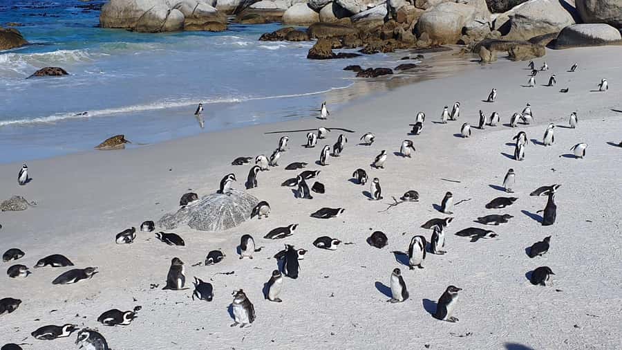 Cape Town: Table MT, Cape Point & Penguins Instagram Tour - Cape Point and the old lighthouse