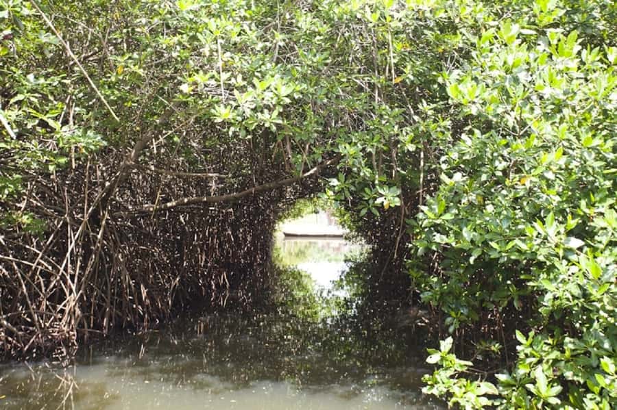 Cartagena: Raccoon Island Snorkel, Mangrove, Photos & Lunch - Is the $85 price fair?