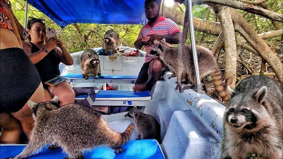 Cartagena: Raccoon Island Snorkel, Mangrove, Photos & Lunch - The day begins with an early pickup from Cartagena