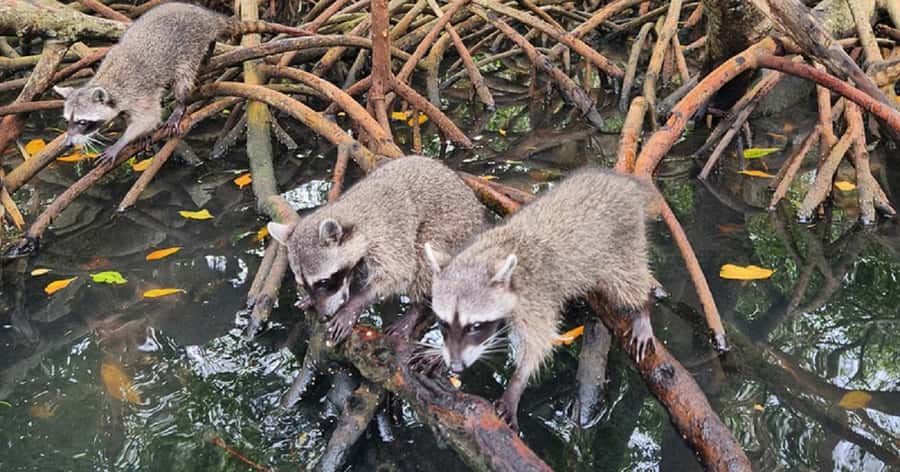 Cartagena: Raccoon Island Snorkel, Mangrove, Photos & Lunch - The raccoon encounter is cute but very short