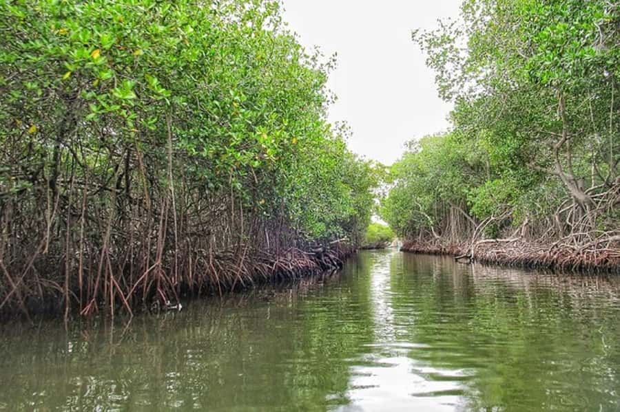 Cartagena: Raccoon Island Snorkel, Mangrove, Photos & Lunch - The speedboat ride adds excitement and some practical limits