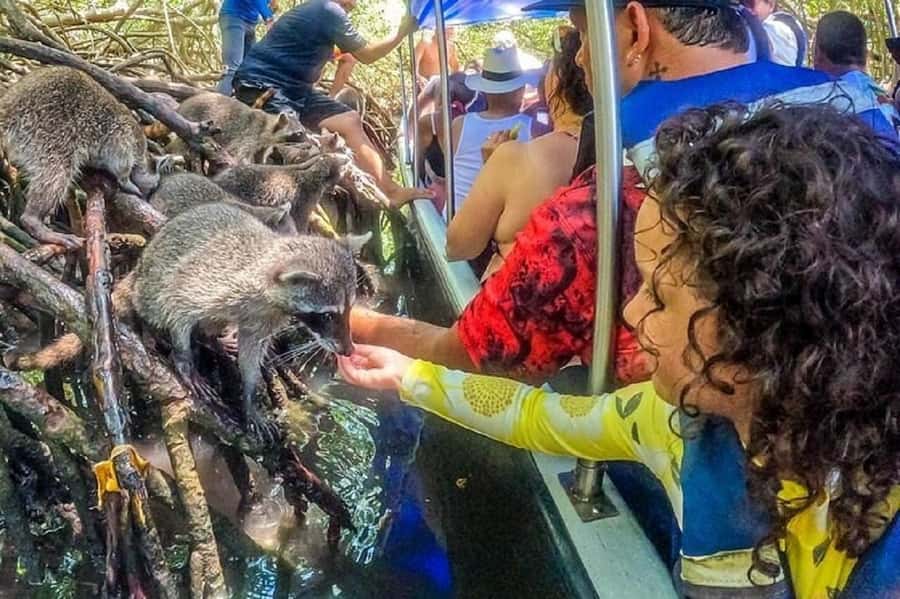 Cartagena: Raccoon Island Snorkel, Mangrove, Photos & Lunch - Photos are part of the product, not a bonus