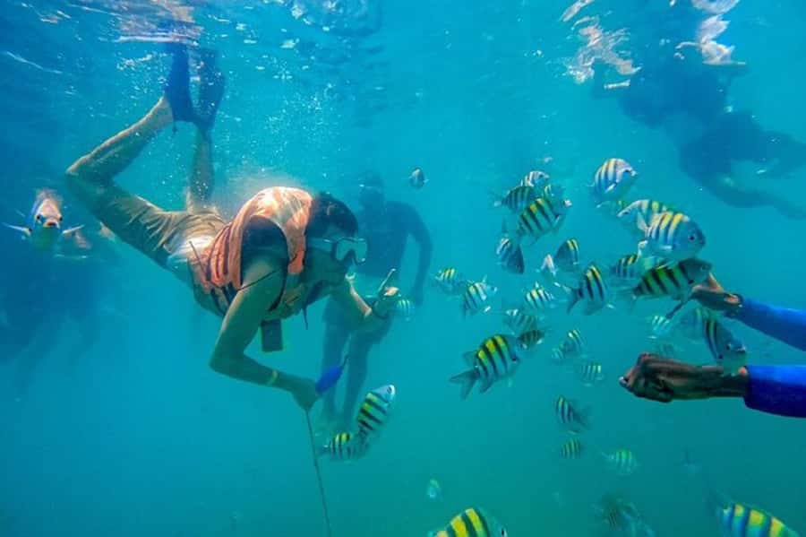 Cartagena: Raccoon Island Snorkel, Mangrove, Photos & Lunch - Barú mangroves offer the most interesting nature lesson