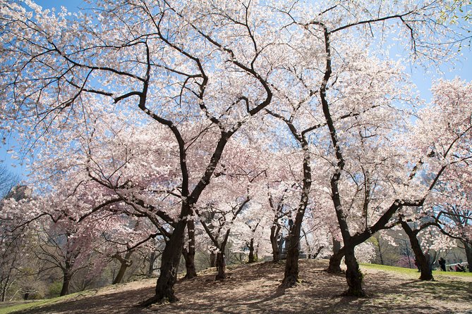 Central Park Photography Tour with Local Photographer - What the teaching is worth at $100