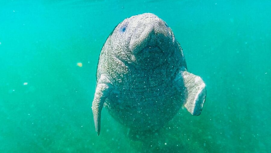 Crystal River: Manatee Snorkel Tour w/ In-Water Photographer - Should you book the Crystal River manatee tour?