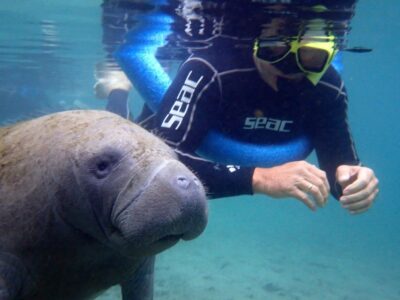 Manatee Snorkel Tour w/ In-Water Photographer