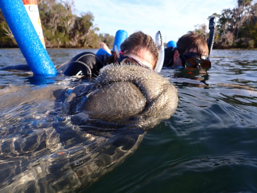 Crystal River: Manatee Snorkel Tour w/ In-Water Photographer - Finding the manatees near Three Sisters Springs