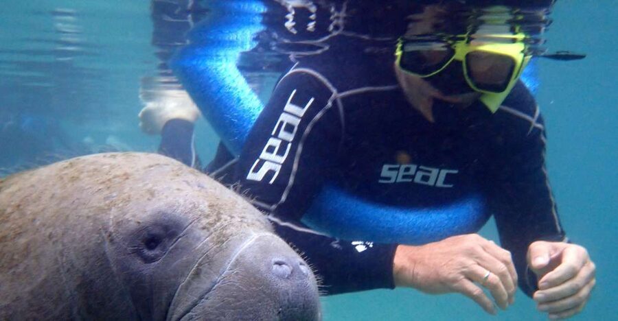 Crystal River: Manatee Snorkel Tour w/ In-Water Photographer - What it feels like to snorkel beside a manatee